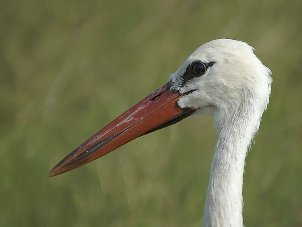 Kattohaikara, White Stork, Ciconia ciconia